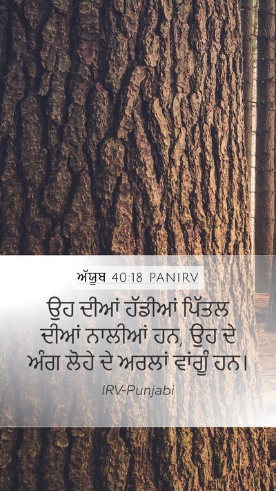 ਅੱਯੂਬ 40:18 PANIRV Bible Verse Image