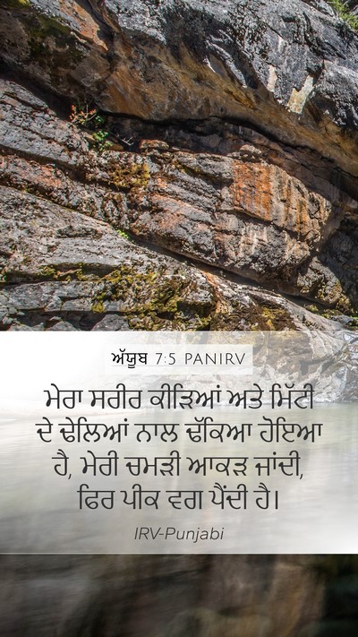 ਅੱਯੂਬ 7:5 PANIRV Bible Verse Image