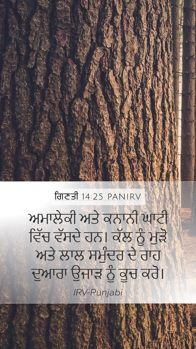 ਗਿਣਤੀ 14:25 PANIRV Bible Verse Image