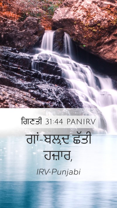 ਗਿਣਤੀ 31:44 PANIRV Mobile Phone Wallpaper - ਗਾਂ-ਬਲ਼ਦ ਛੱਤੀ - Mobile Bible Verse Wallpaper