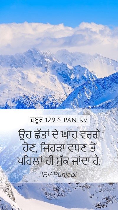ਜ਼ਬੂਰ 129:6 PANIRV Bible Verse Image