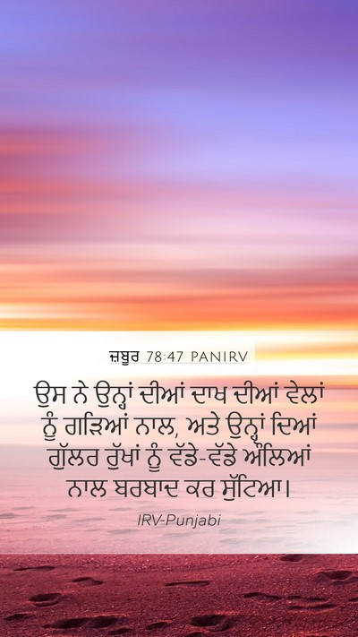 ਜ਼ਬੂਰ 78:47 PANIRV Bible Verse Image