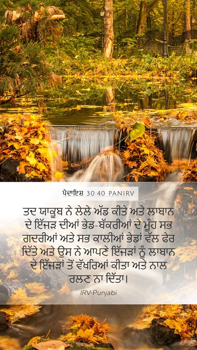 ਪੈਦਾਇਸ਼ 30:40 PANIRV Mobile Phone Wallpaper - ਤਦ ਯਾਕੂਬ ਨੇ ਲੇਲੇ - Mobile Bible Verse Wallpaper