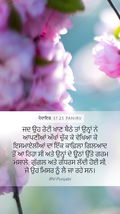 ਪੈਦਾਇਸ਼ 37:25 PANIRV Bible Verse Image