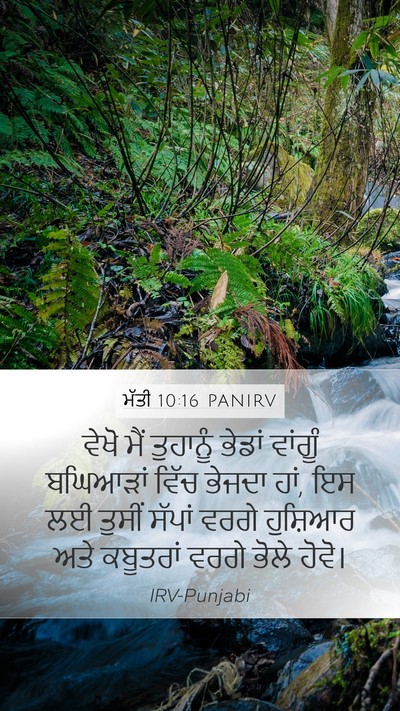 ਮੱਤੀ 10:16 PANIRV Bible Verse Image