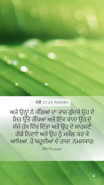ਮੱਤੀ 27:29 PANIRV Bible Verse Image