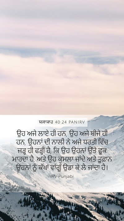 ਯਸਾਯਾਹ 40:24 PANIRV Bible Verse Image