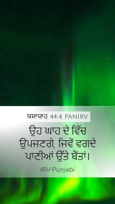 ਯਸਾਯਾਹ 44:4 PANIRV Bible Verse Image