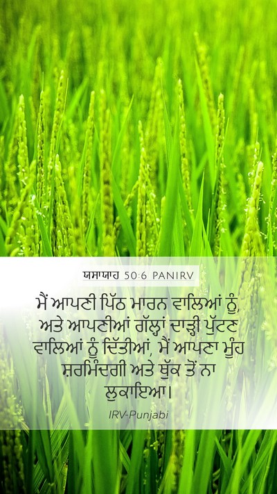 ਯਸਾਯਾਹ 50:6 PANIRV Bible Verse Image