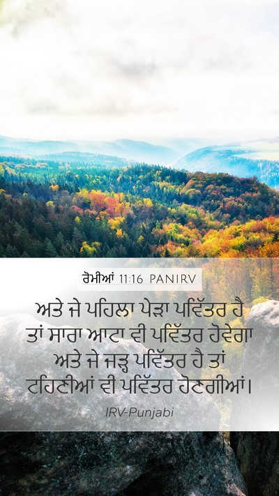 ਰੋਮੀਆਂ 11:16 PANIRV Bible Verse Image