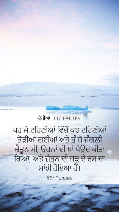 ਰੋਮੀਆਂ 11:17 PANIRV Bible Verse Image