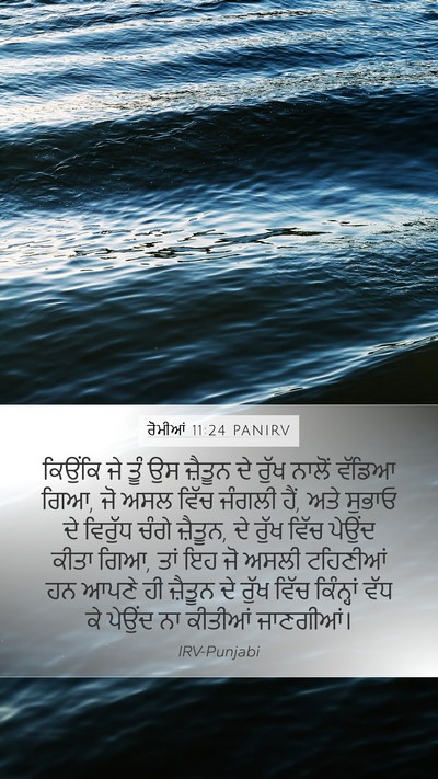 ਰੋਮੀਆਂ 11:24 PANIRV Bible Verse Image