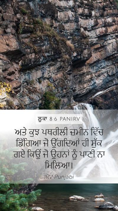 ਲੂਕਾ 8:6 PANIRV Mobile Phone Wallpaper - ਅਤੇ ਕੁਝ ਪਥਰੀਲੀ - Mobile Bible Verse Wallpaper