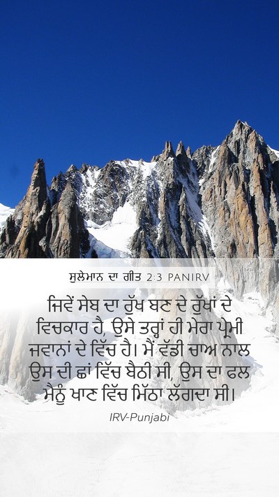 ਸੁਲੇਮਾਨ ਦਾ ਗੀਤ 2:3 PANIRV Bible Verse Image