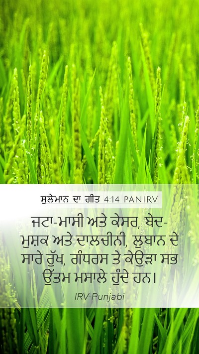 ਸੁਲੇਮਾਨ ਦਾ ਗੀਤ 4:14 PANIRV Bible Verse Image