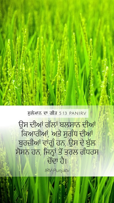 ਸੁਲੇਮਾਨ ਦਾ ਗੀਤ 5:13 PANIRV Bible Verse Image
