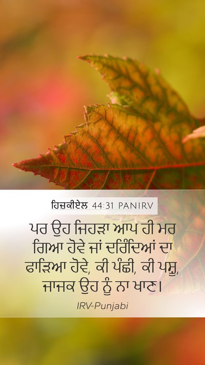 ਹਿਜ਼ਕੀਏਲ 44:31 PANIRV Bible Verse Image