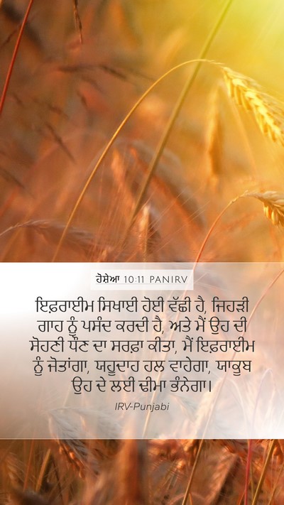 ਹੋਸ਼ੇਆ 10:11 PANIRV Bible Verse Image