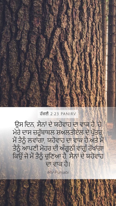 ਹੱਜਈ 2:23 PANIRV Bible Verse Image